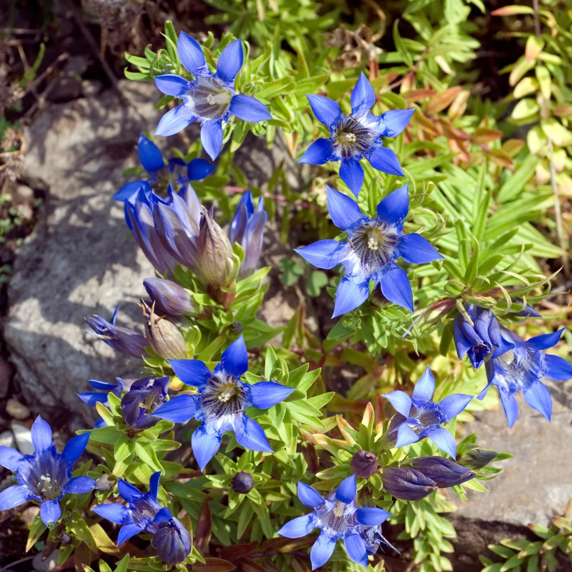 Gentiane chinoise d'automne - Le bleu qui illumine l'automne