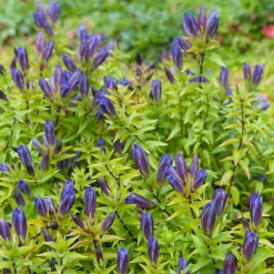 Gentiane chinoise d'automne - Le bleu qui illumine l'automne