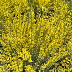 Genêt jaune - Une pluie d'or au jardin