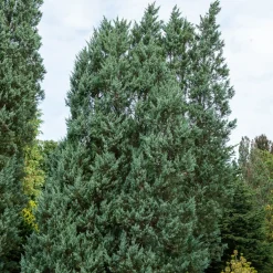 Genévrier des rocheuses Moonglow - La colonne bleue du jardin