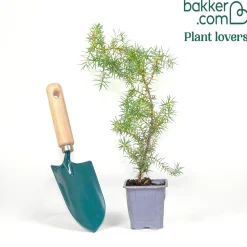 Genévrier oxycèdre - Cade - L'esprit du Sud chez vous