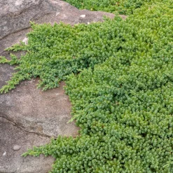 Genévrier rampant Nana - Un tapis vert toute l'année