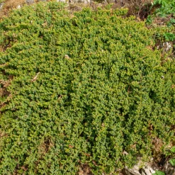 Genévrier rampant Nana - Un tapis vert toute l'année