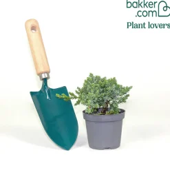 Genévrier rampant Nana - Un tapis vert toute l'année