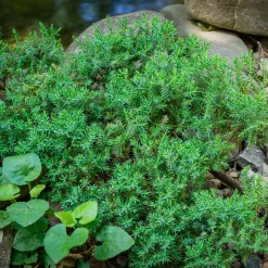Genévrier rampant Nana - Un tapis vert toute l'année