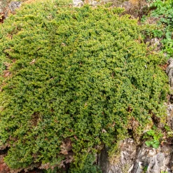 Genévrier rampant Nana - Un tapis vert toute l'année