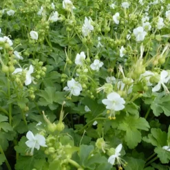Geranium vivace White Ness - Un tapis blanc sans effort