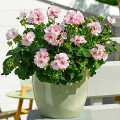 Geranium zonale Estelle - Un balcon fleuri tout l'été