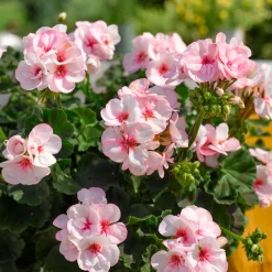 Geranium zonale Estelle - Un balcon fleuri tout l'été