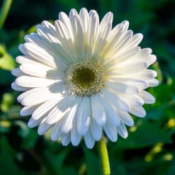 Gerbera blanche - Fleurs blanches tout l'été