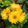 Gerbera jaune - Un soleil qui fleurit tout l'été