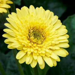 Gerbera jaune - Un soleil qui fleurit tout l'été