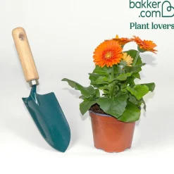 Gerbera orange - L'orange qui réveille le balcon