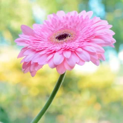 Gerbera rose - Fleurs roses tout l'été