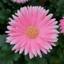 Gerbera rose - Fleurs roses tout l'été