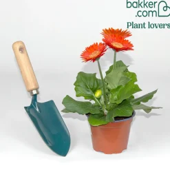 Gerbera rouge - Un rouge éclatant tout l'été