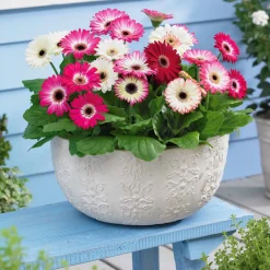 3 Gerberas pastel - Des fleurs pastel tout l'été
