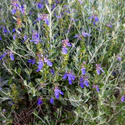 Germandrée arbustive Azureum - Du bleu tout l'été sans effort