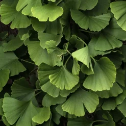 Ginkgo biloba Blagon - Arbre aux 40 écus - L'or au jardin en automne