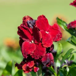 Giroflée Colour Vibe Red® - Du rouge vif tout le printemps