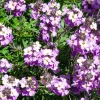 Giroflée Poem Lavender - Parfum et couleur non-stop