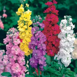 Giroflées Quarantaine en mélange - Un bouquet parfumé au jardin
