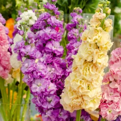 Giroflées Quarantaine en mélange - Un bouquet parfumé au jardin
