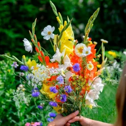 Glaïeul et mélange de graines de fleurs - Un jardin de bouquets