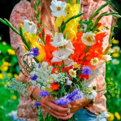 Glaïeul et mélange de graines de fleurs - Un jardin de bouquets
