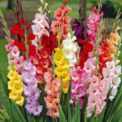 Glaïeul à grandes fleurs - Mélange - Des bouquets tout l'été