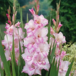 Glaïeul My love - Des fleurs qui montent haut