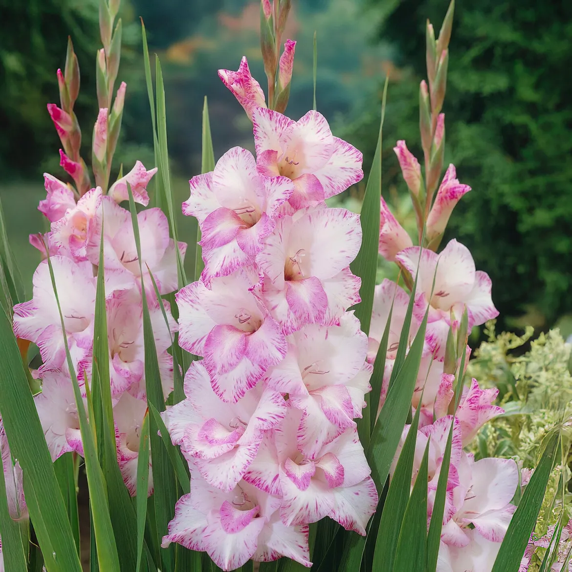 Glaïeul My love - Des fleurs qui montent haut