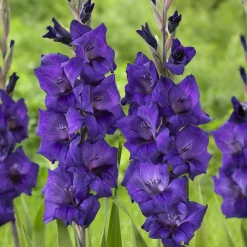 Glaïeul Purple Flora - Un violet qui fait sensation