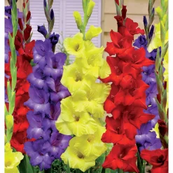 30 Glaïeuls assortis en mélange - Des bouquets tout l'été