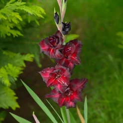 10 Glaïeuls Black Surprise - Le rouge le plus intense