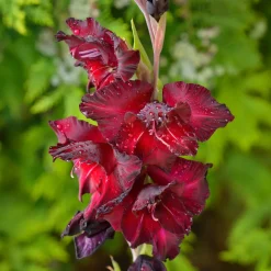 10 Glaïeuls Black Surprise - Le rouge le plus intense