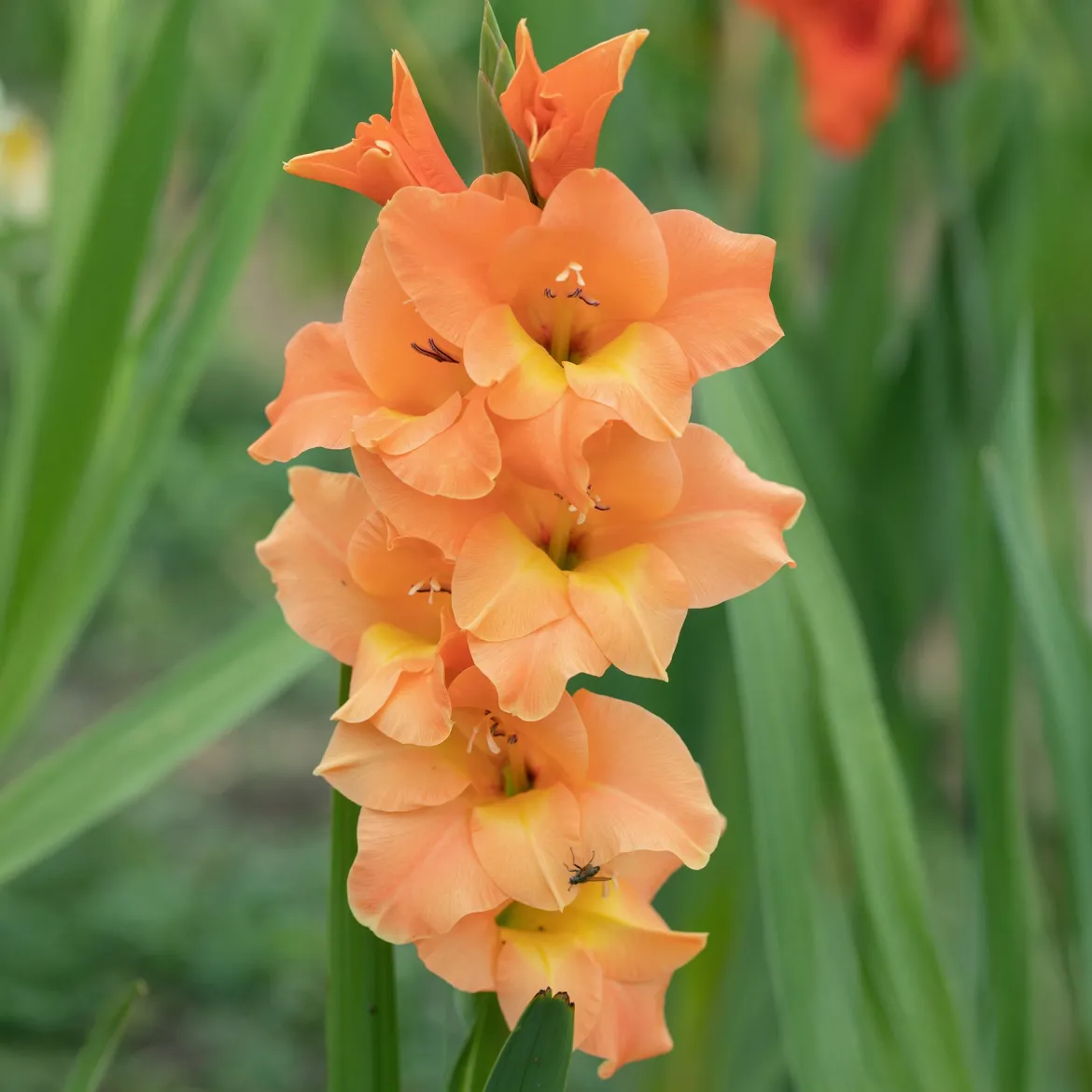 15 Glaïeuls Cornelli - L'orange qui illumine l'été