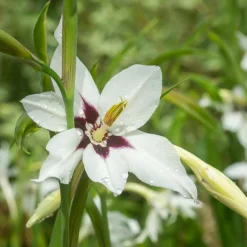 30 Glaïeuls dAbyssinie - Fleurs blanches et parfumées