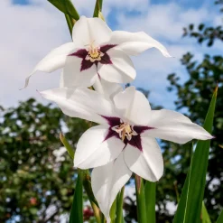 30 Glaïeuls dAbyssinie - Fleurs blanches et parfumées