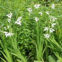 30 Glaïeuls dAbyssinie - Fleurs blanches et parfumées