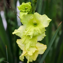25 Glaïeuls Dingadong - Des bouquets jaunes tout l'été