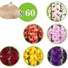 60 Glaïeuls en mélange - 60 fleurs, un été coloré
