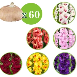 60 Glaïeuls en mélange - 60 fleurs, un été coloré
