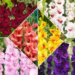 60 Glaïeuls en mélange - 60 fleurs, un été coloré