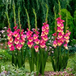 25 Glaïeuls Extravert - Un mur de fleurs roses