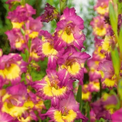 25 Glaïeuls Farwest - Un mur de fuchsia en été