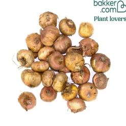 25 Glaïeuls frisés en mélange - Des bouquets XXL tout l'été
