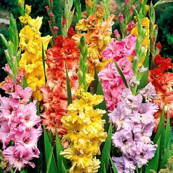 25 Glaïeuls frisés en mélange - Des bouquets XXL tout l'été