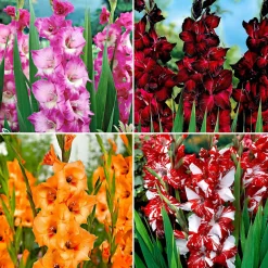 40 Glaïeuls à grandes fleurs Vivre en mélange - Un été plein de couleurs