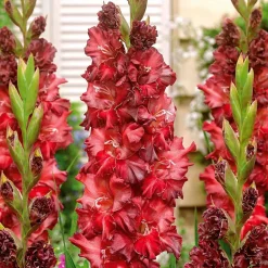 10 Glaïeuls Mystic Shades - Un feu d'artifice rouge au jardin